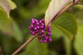 Callicarpa bodinieri Profusion Pięknotka Bodiniera